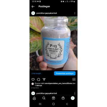pupuk p13