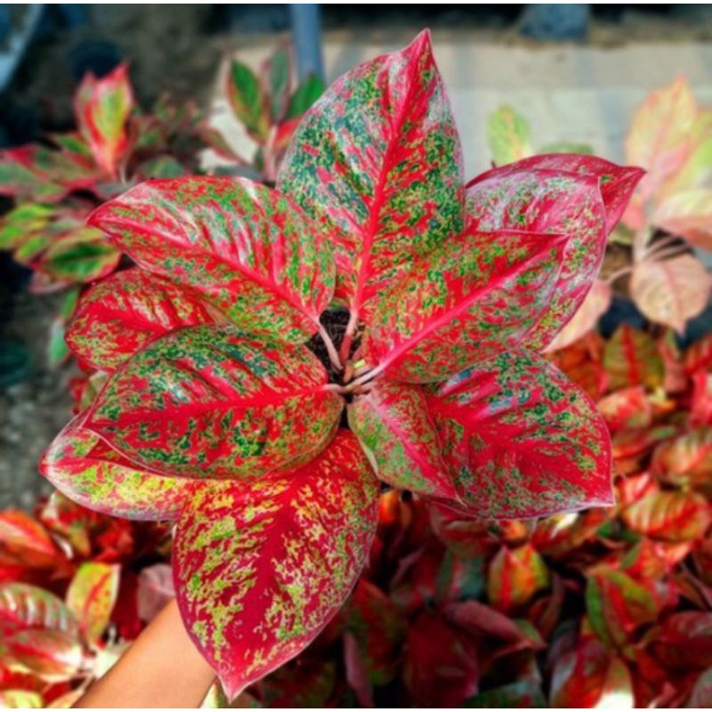 tanaman hias aglonema red stardust dewasa