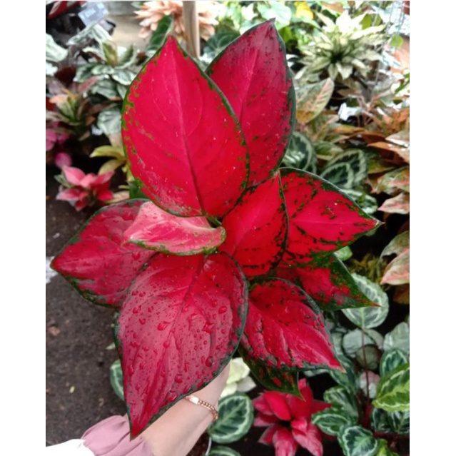 aglonema red anjamani - tanaman hias aglonema red anjamani - aglonema merah murah BUKAN BONGGOL