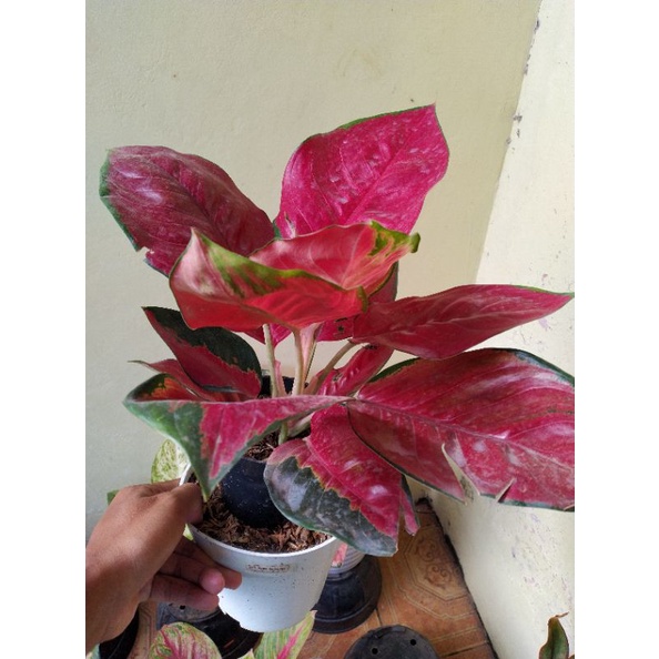 Aglonema Suksom Jaipong Jumbo