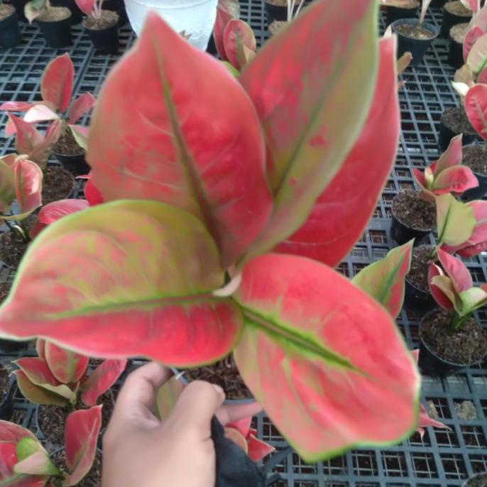Aglaonema Ayunindi Original Real Pic Size Dewasa