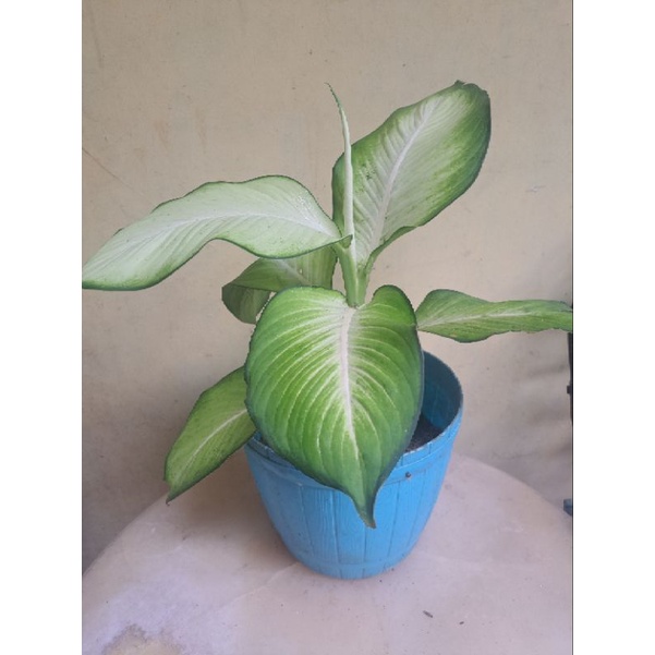 Aglonema Diven Harmoni Dewasa