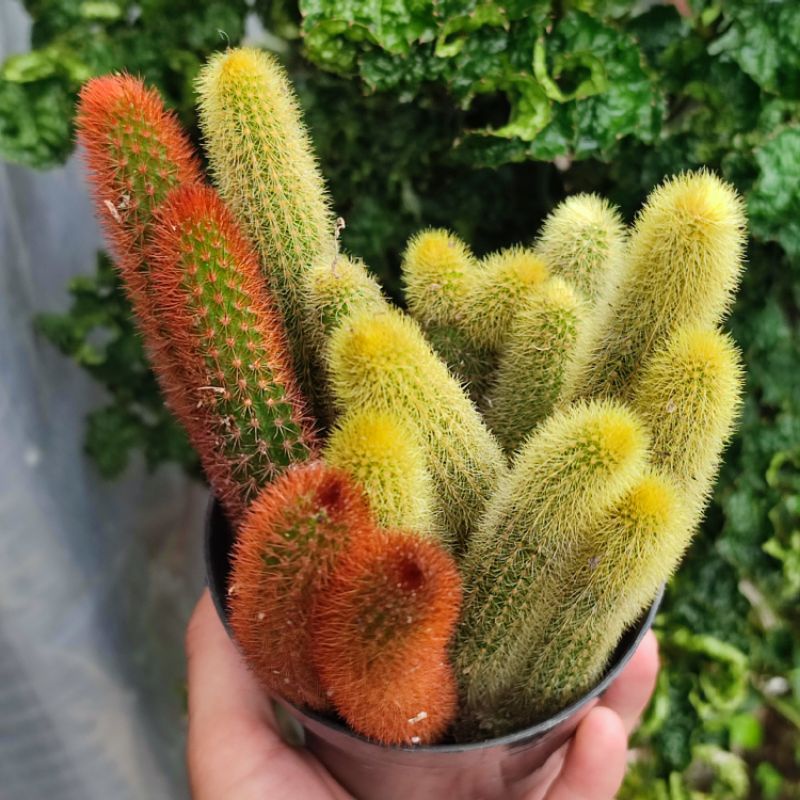 Kaktus Ekor Tupai duri kuning/duri merah cabang ownroot/ Cleistocactus winterii