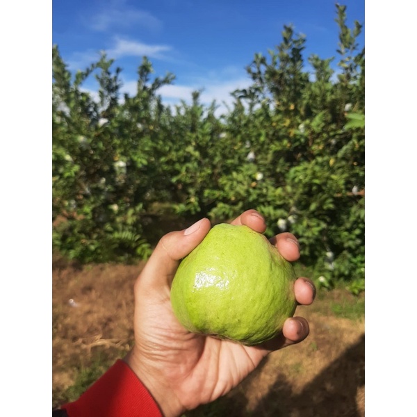 

jambu kristal