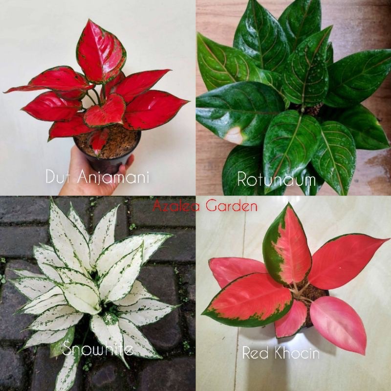 paketan 4 aglonema tanaman berdaun ( red kochin,snowhite,rotundum,dut anjamani)