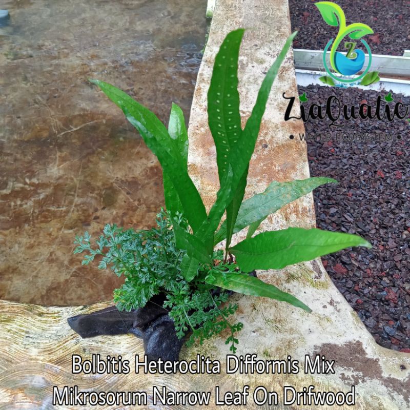 Ornament Aquascape Bolbitis Heteroclita Difformis Mix Mikrosorum Narrow Leaf On Drifwood