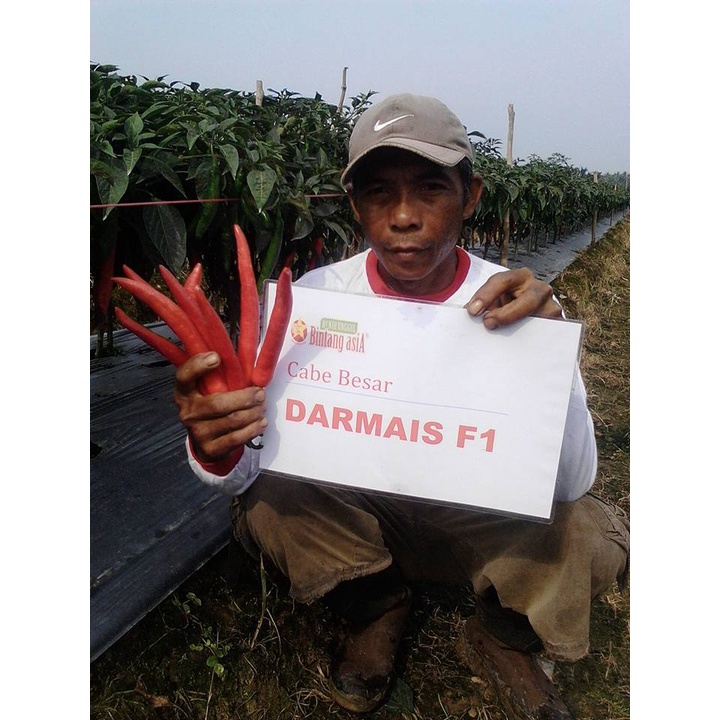 Benih Seribuan - 5 Bibit Cabe Merah Besar F1 Hibrida