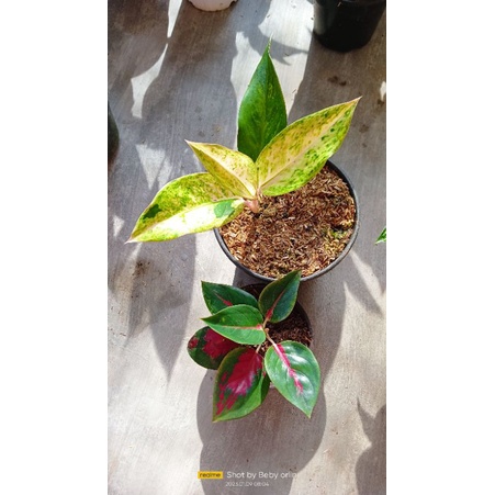 paket aglaonema bigroy white & suksom
