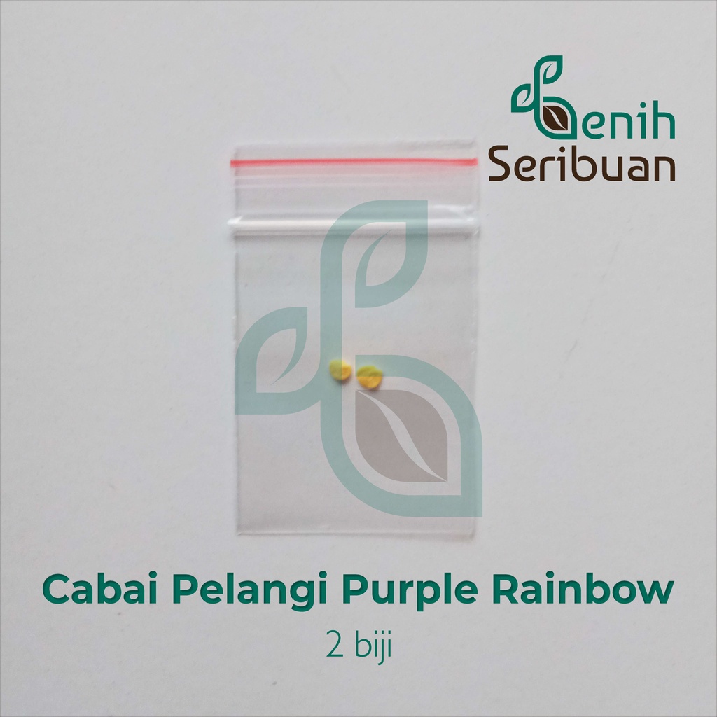 Benih Seribuan - 2 Bibit Cabe Pelangi Purple Rainbow Unggul