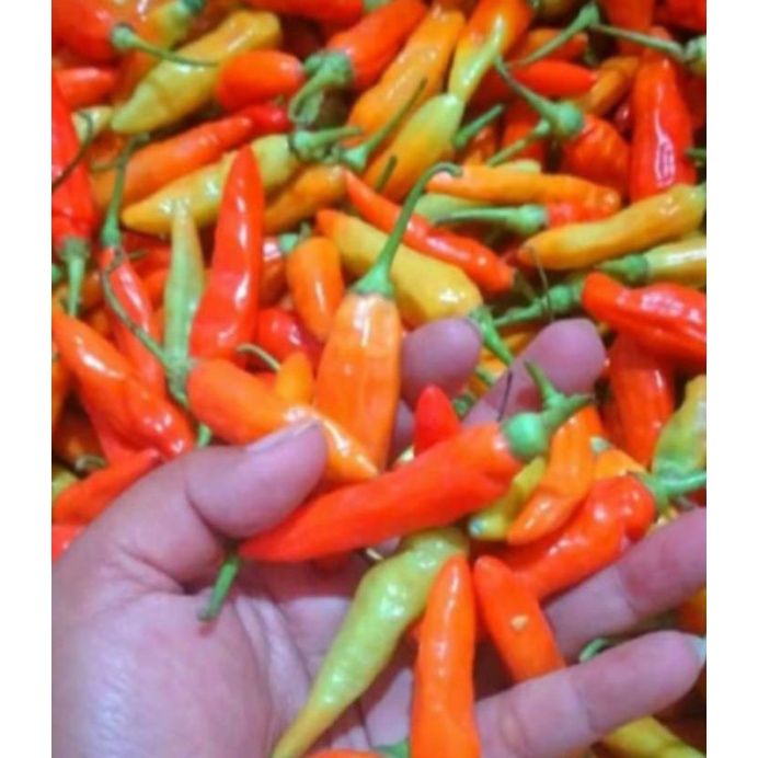 

Cabe rawit merah 1kg