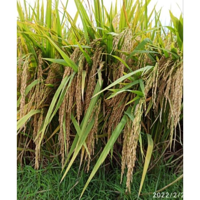 Benih Padi Unggul TriSultan 5 Kg Terbaru