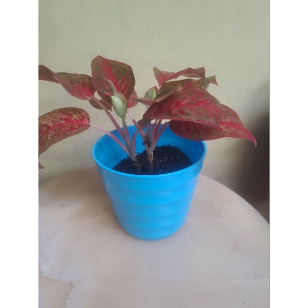 Aglonema Red Stardust Dewasa - Rumpun