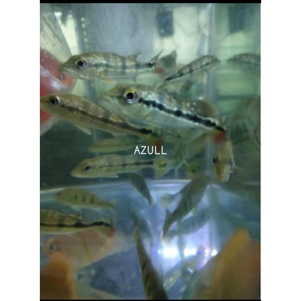 pbas Azull hiasan aquarium