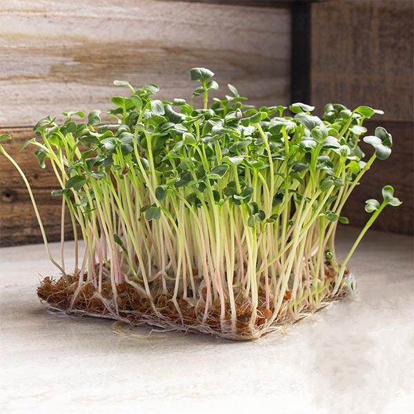 Benih Seribuan - 40 Bibit Microgreen Green Radish Sprout Organik