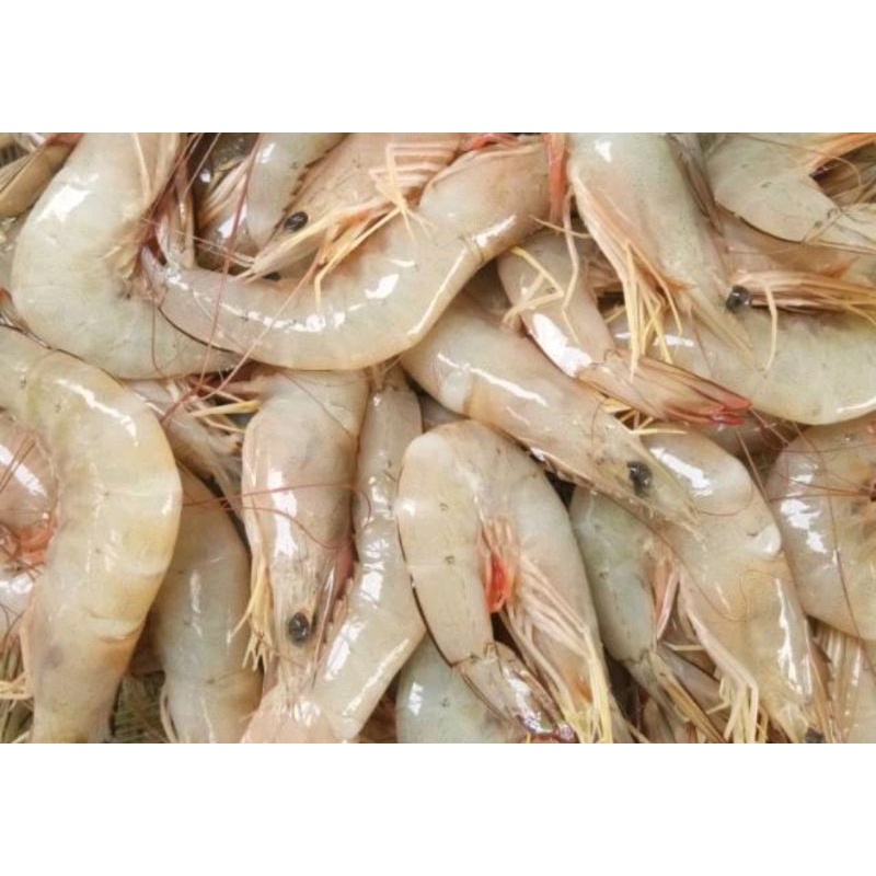 UDANG LAUT SUPER / udang laut / udang jerbung ukuran besar segar / udang laut