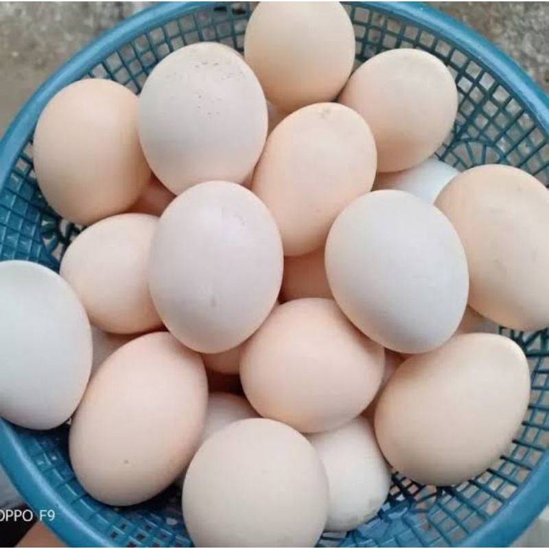 

telur dong tao