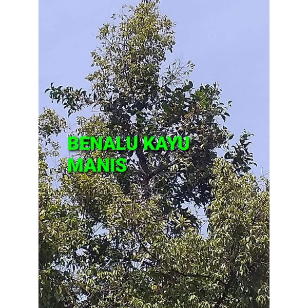 

DAUN BENALU KAYU MANIS KERING 1000 GRAM