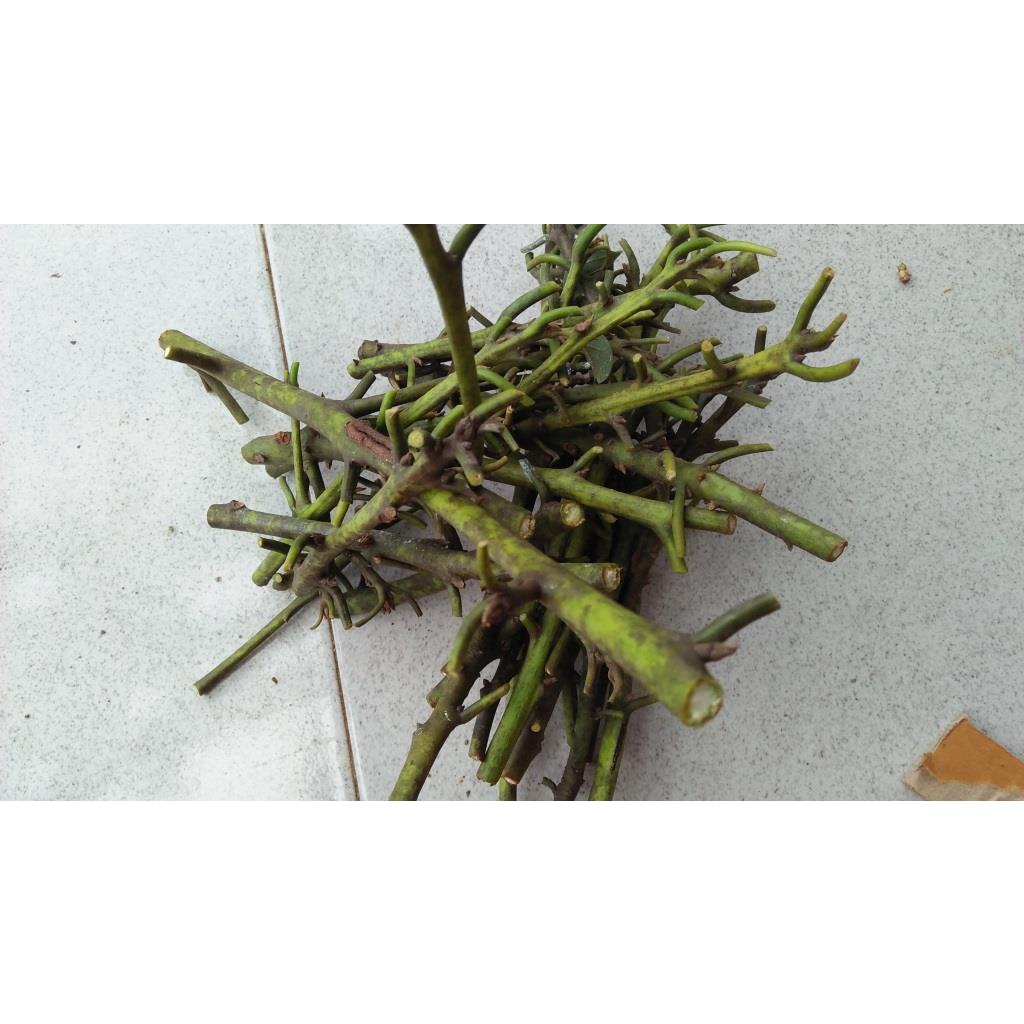 entres alpukat miki / pucuk tunas alpukat miki / batang atas alpukat miki