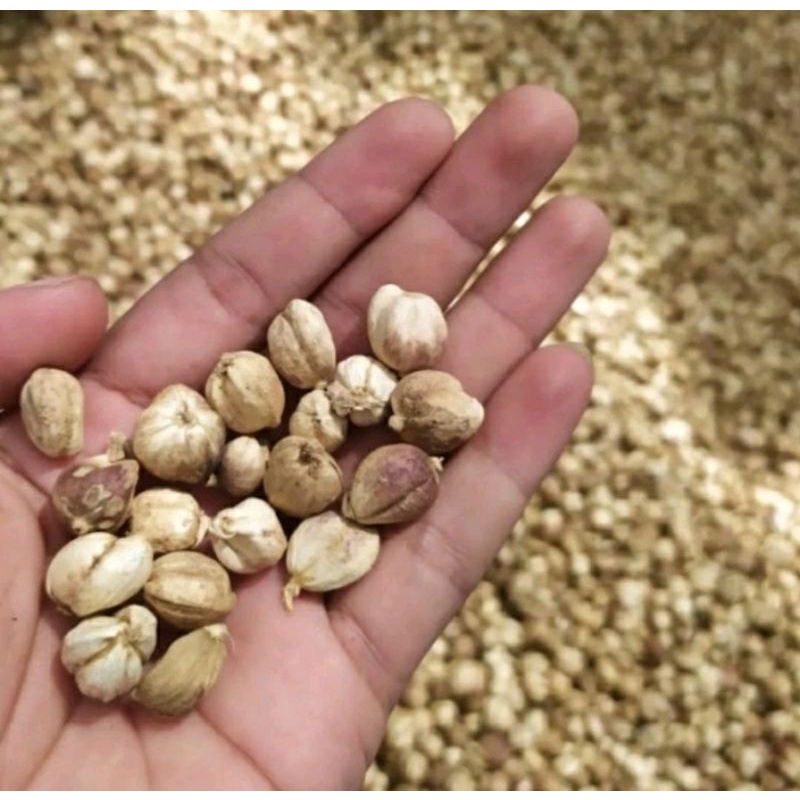 

Kapulaga/Cardamon Kering Kwalitas Bagus 1kg