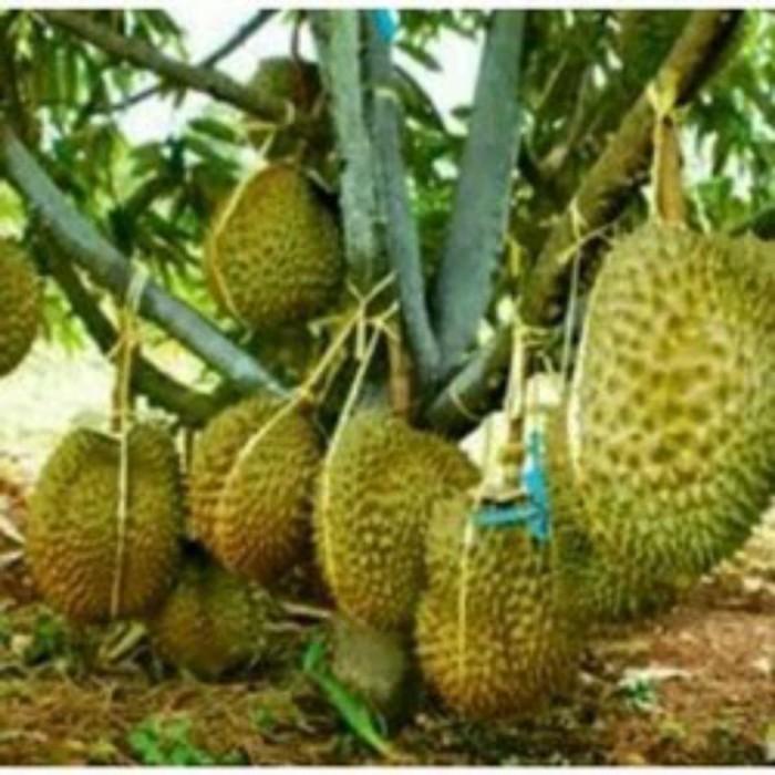 Terlaris bibit durian montong okulasi benih pohon tanaman buah di