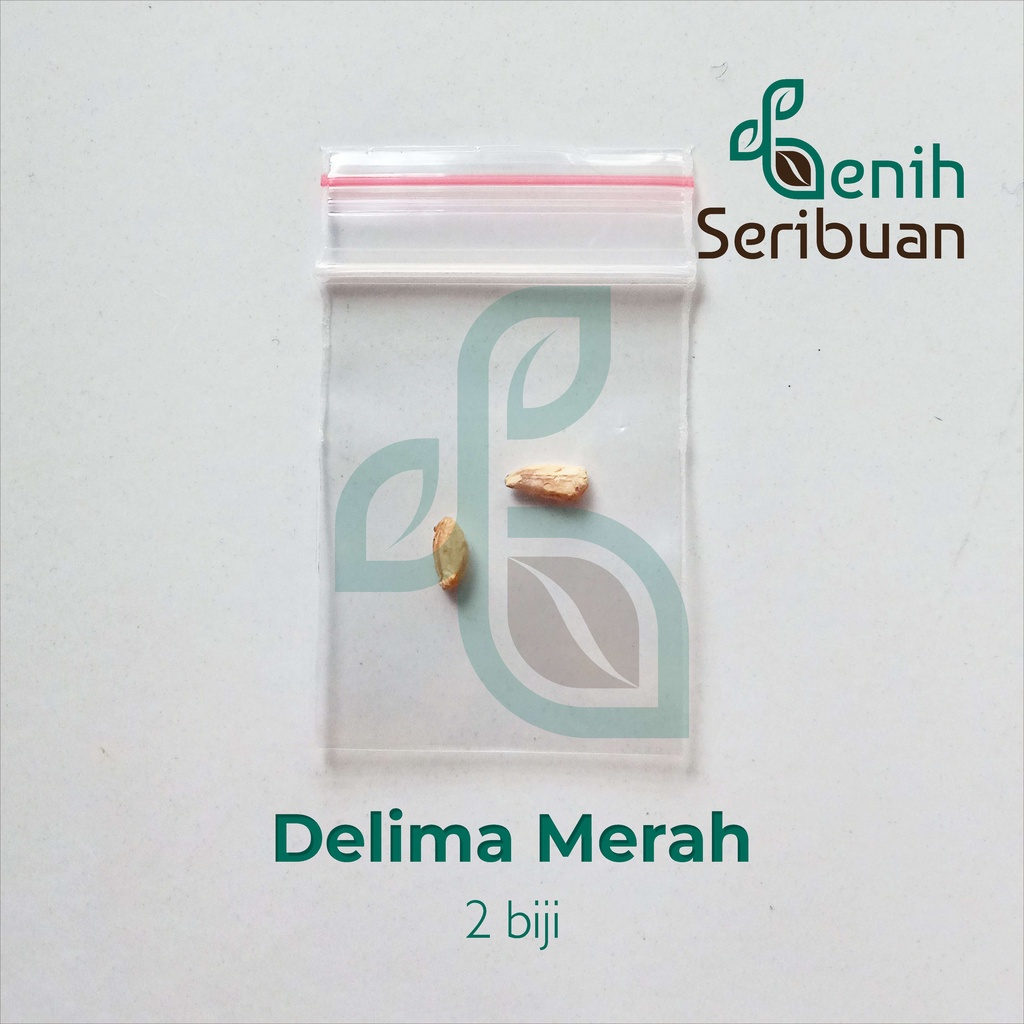 Benih Seribuan - 2 Bibit Buah Delima Merah Unggul