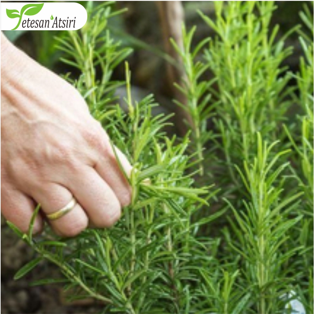 250ml minyak atsiri rosemary murni tanpa campuran rosemary pure essential oil aromatherapy therapeutic grade diffuser humidifier burner aromaterapi esensial essensial esential  tanpa campuran 250 ml