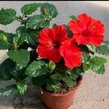 Bunga sepatu import red