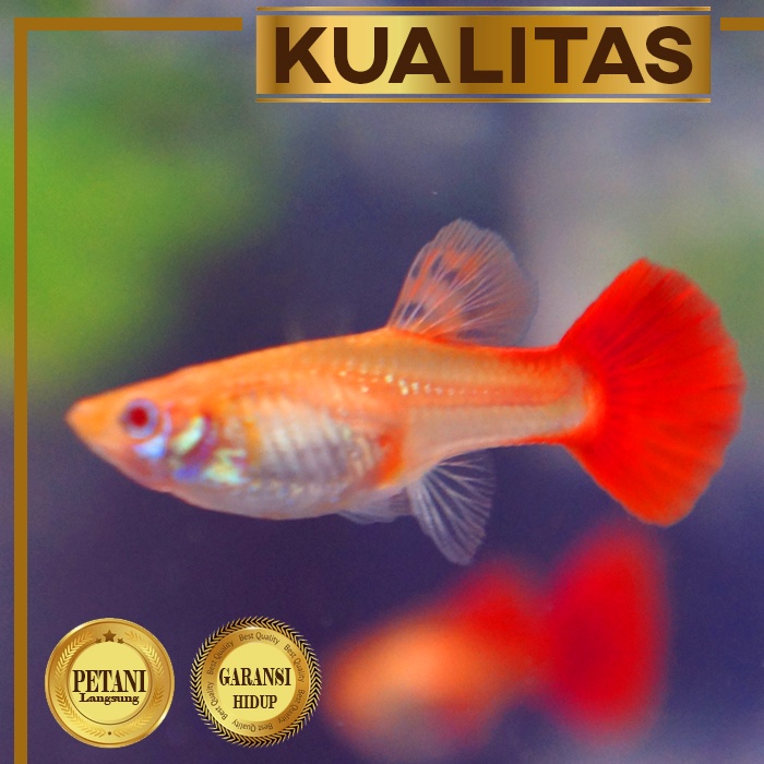 Jual Guppy Afr Betina Albino Full Red Ikan Hias Aquascape Hiasan