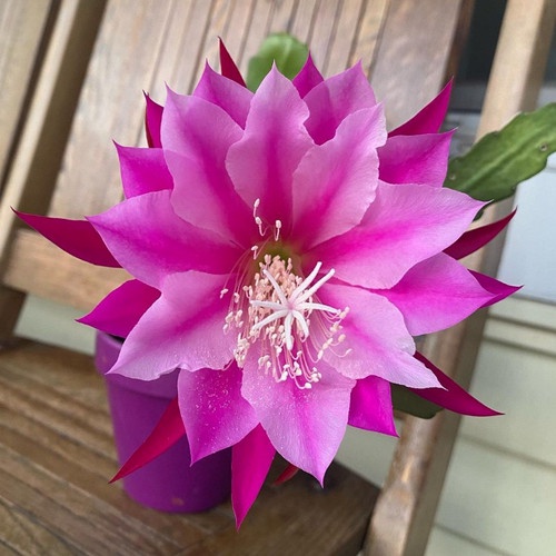 Bibit Tanaman Hias Wijaya Kusuma bunga Ungu murah