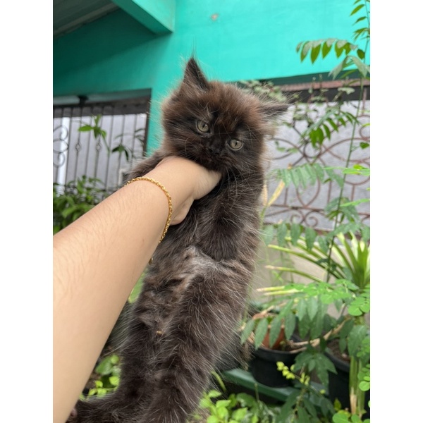 kitten persia jantan