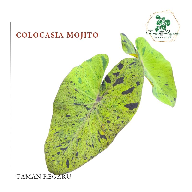 Colocasia Mojito Ukuran Anakan Sedang Tanaman Hias by Taman Regaru