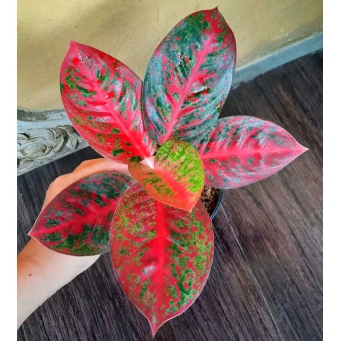 Aglonema Super Red Stardust Remaja Daun 5-6-7-8++