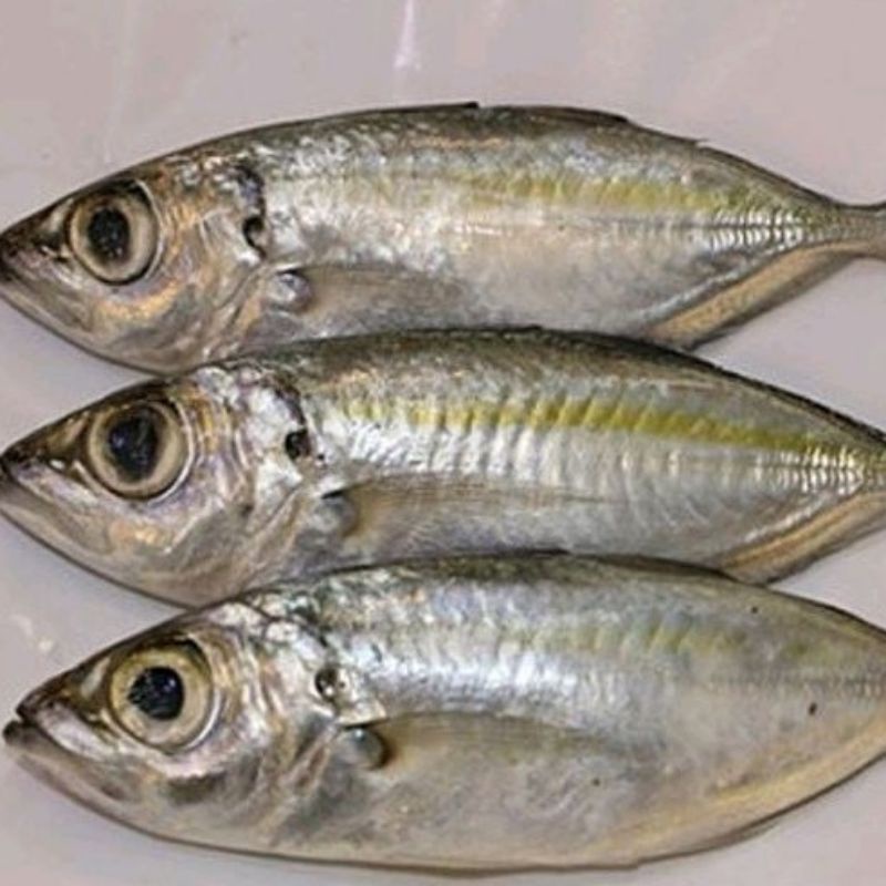 

Ikan Kembung Mata Besar