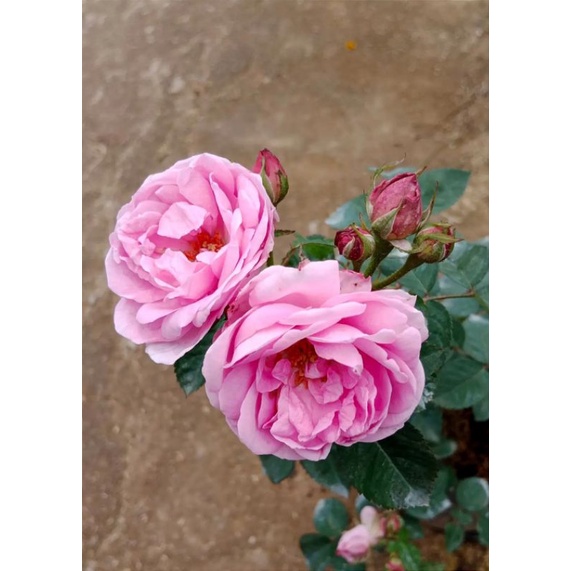 tanaman bunga mawar import damascena