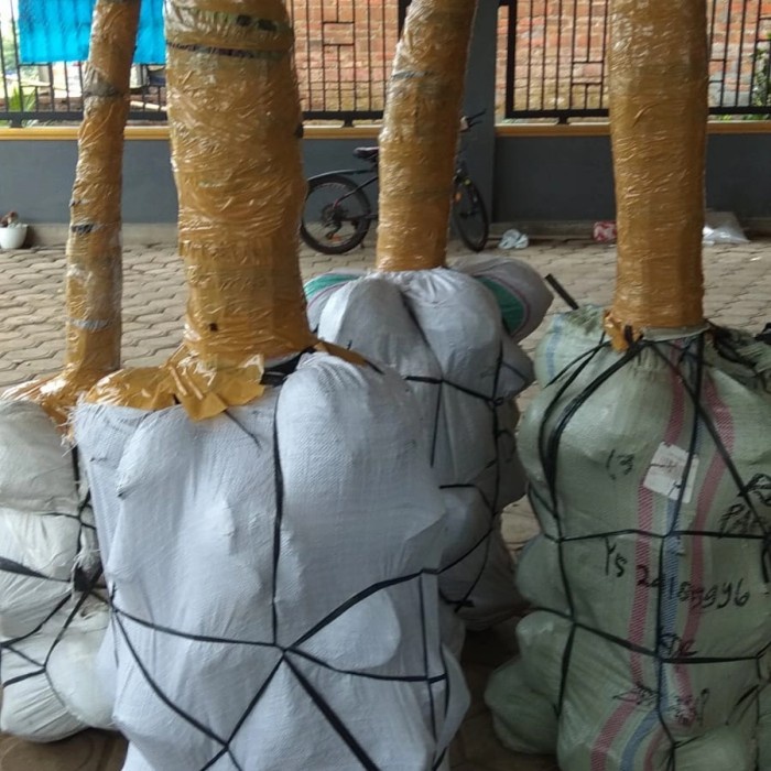 Suplayer Bibit Kelapa Wulung Hibrida Unggul