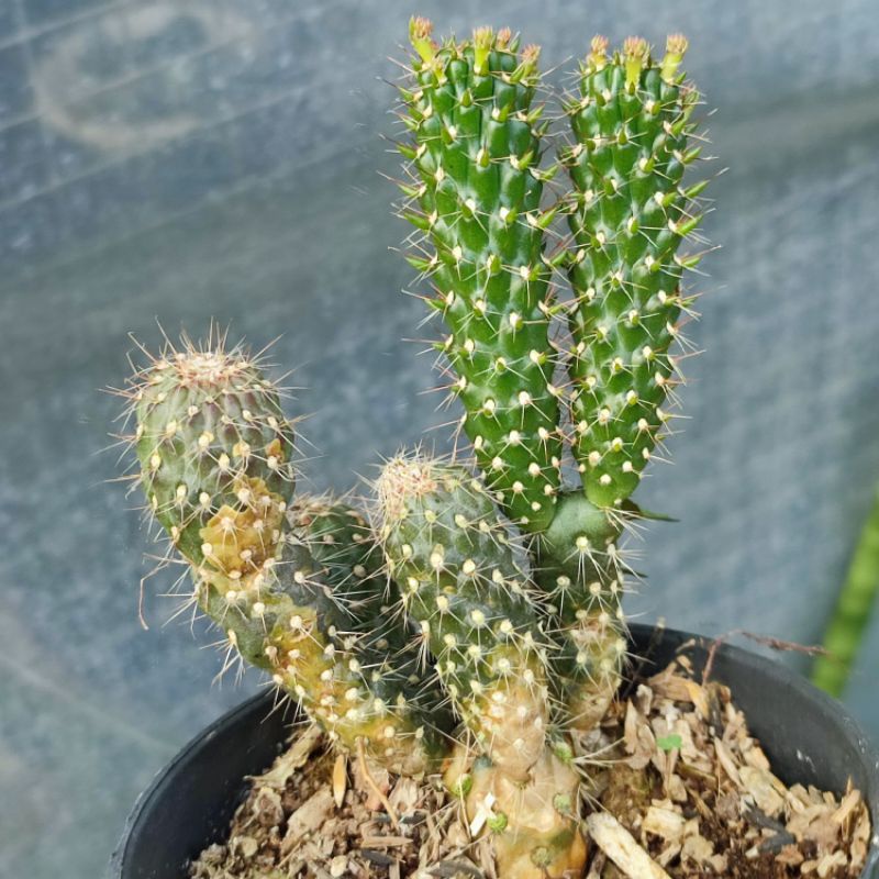Cylindriopuntia Fulgida Ownroot