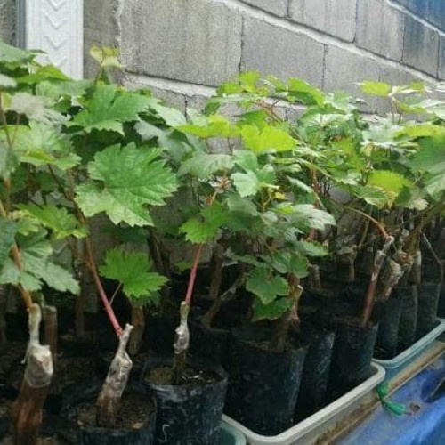 Terlaris Ori Bibit Anggur Dubovski Pink Grafting - Doboski Pink - Anggur Merah