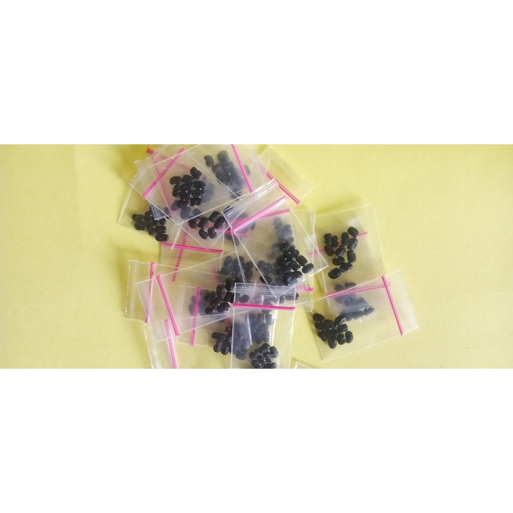 

bibit tanaman okra