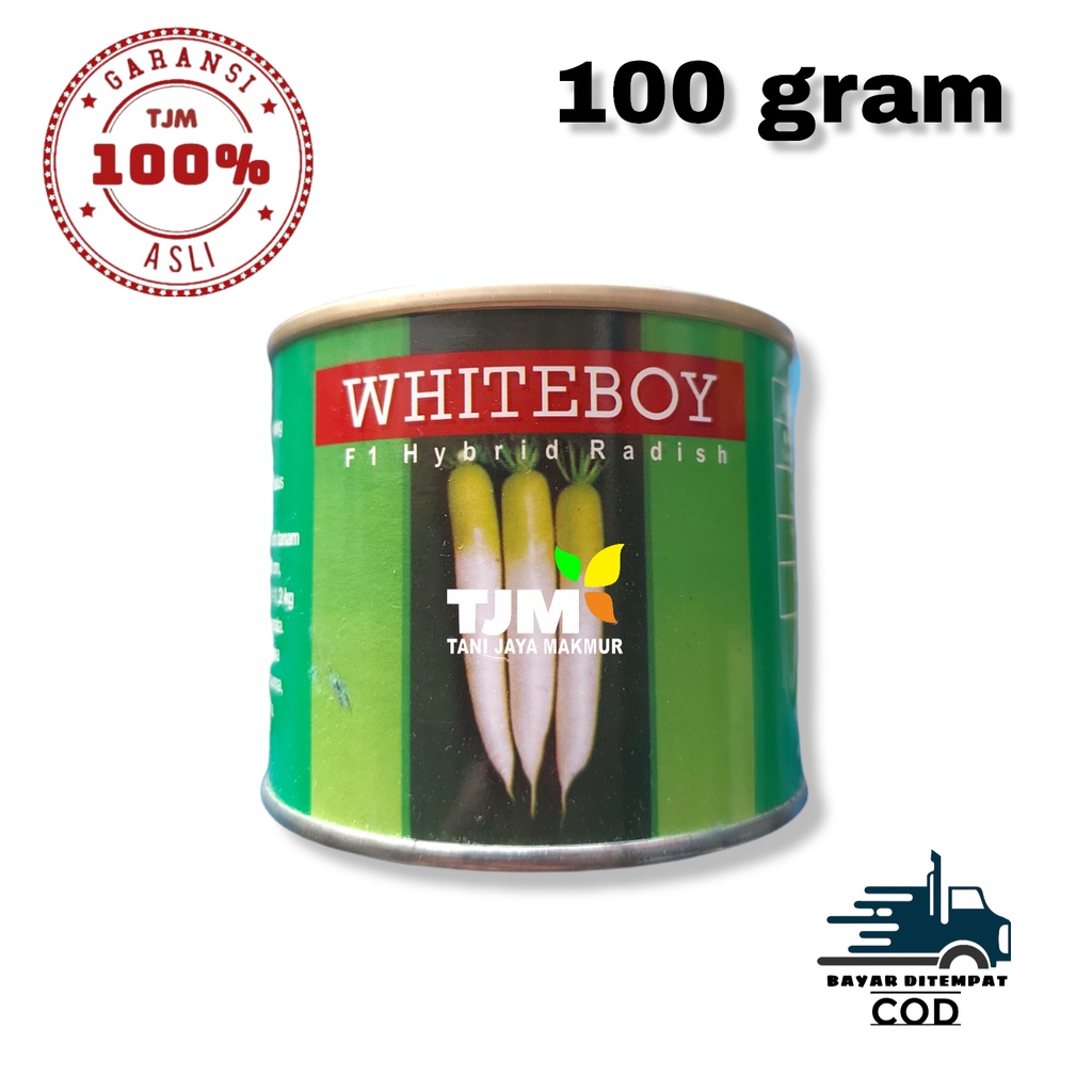 BIBIT LOBAK WHITE BOY 100 GRAM/Green Bow umur panen mulai 60 hari setelah tanam dengan panjang buah 