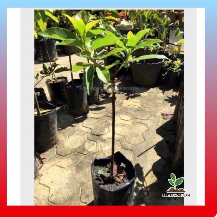 Bibit Alpukat Lilin Sinka - Okulasi - Alpukat Unggul tinggi ± 75 cm