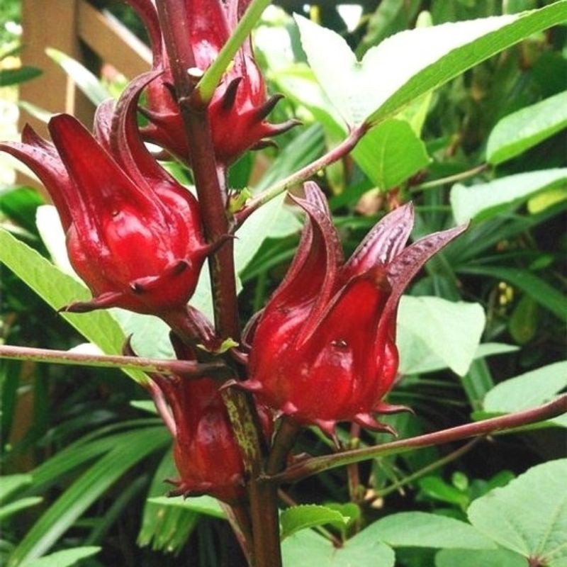 bunga rosela