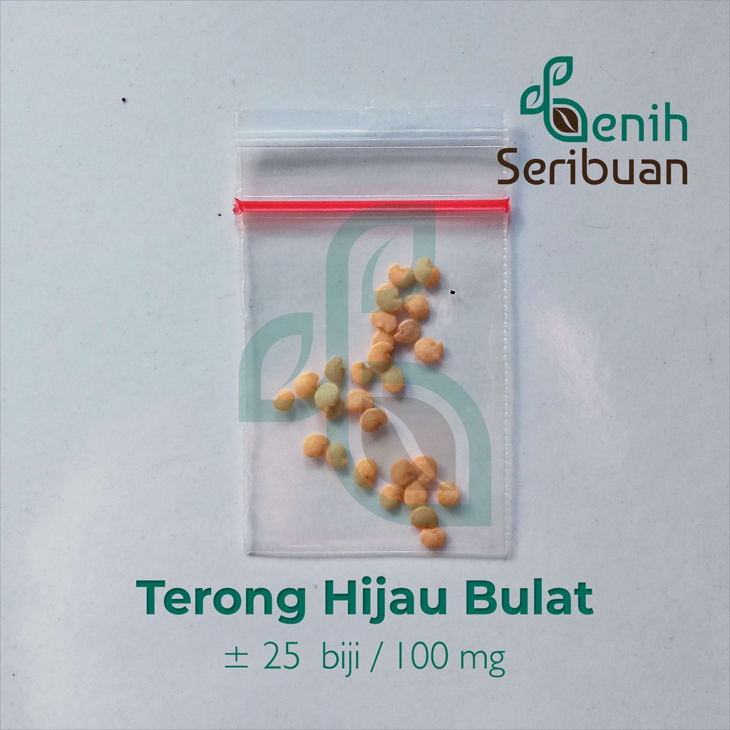 Benih Seribuan - 24 Bibit Sayuran Terong Hijau Bulat Unggul