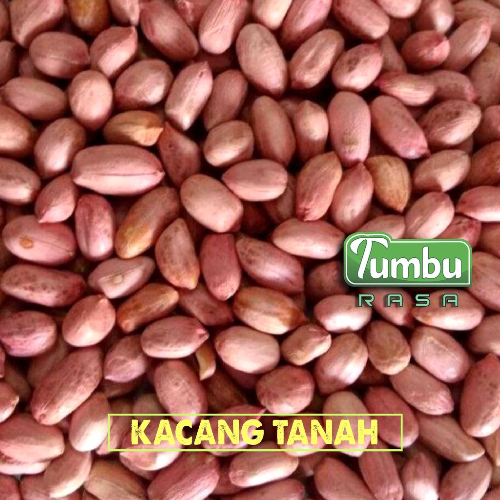 

KACANG TANAH 1 KG [500g] - Biji bijian segar Peanut