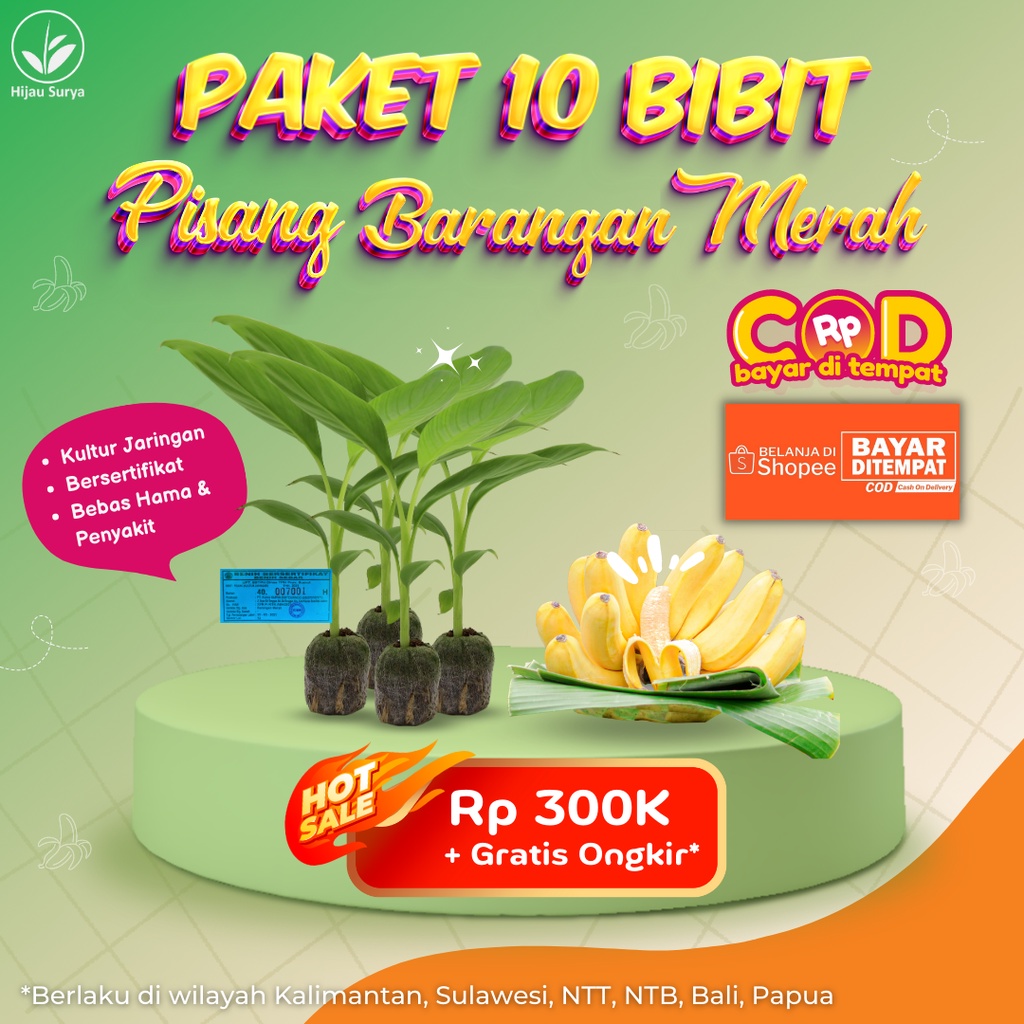 Bibit Pisang Barangan Merah Kultur Jaringan per 10 batang Luar Sumatera Jawa