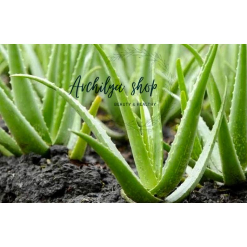 Pelepah Lidah Buaya Asli / Aloe Vera Fresh Satuan