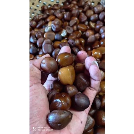 Biji salak pondoh 1kg/biji salak pondoh/biji salak/bibit pohon salak/1kg