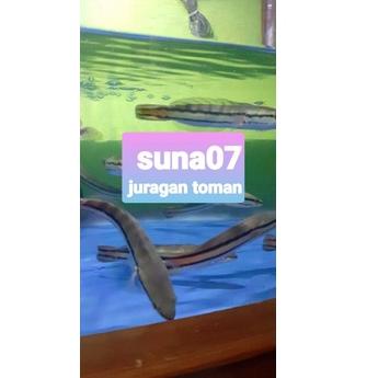 Top Grade Gabus toman size 20 -22cm