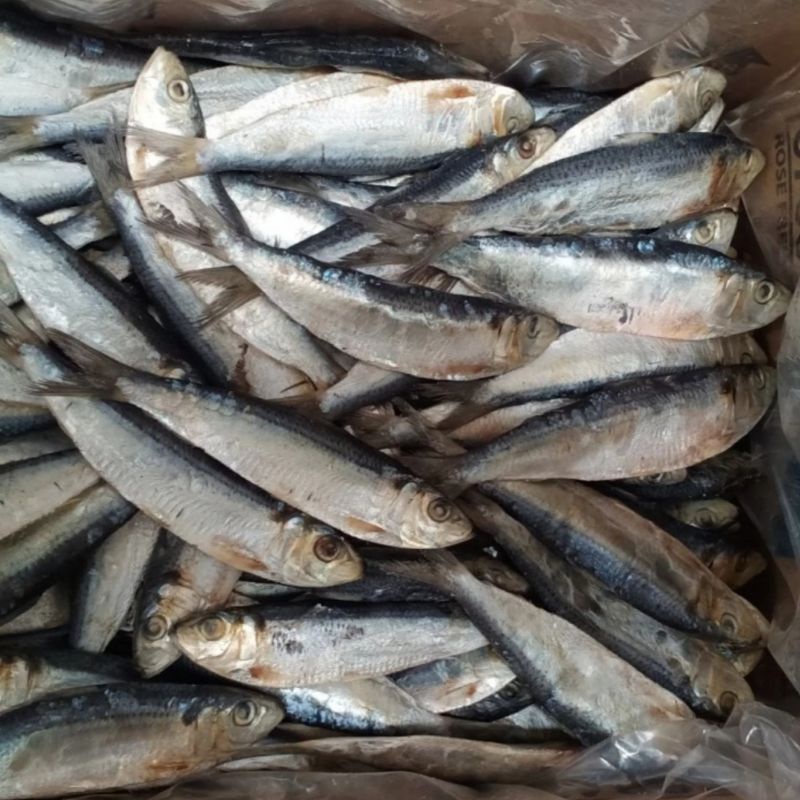 

ikan Asin Tembang Asin Besar Jumbo 1 kilo Fresh.