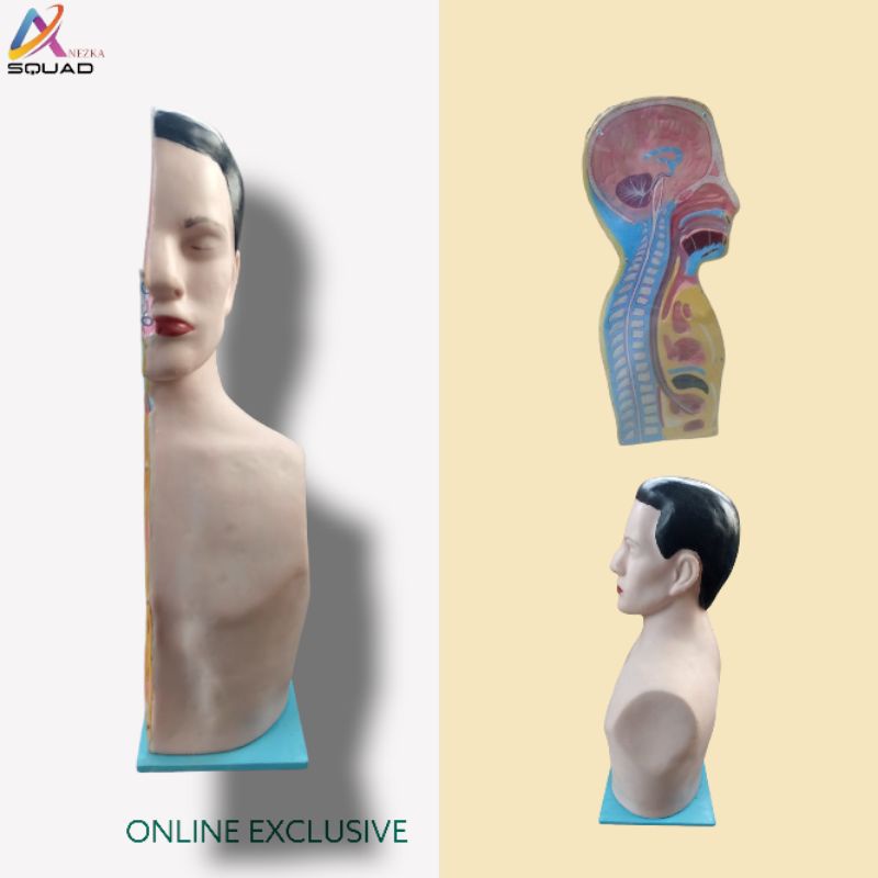 PHANTOM MANIKIN MANEKIN NGT