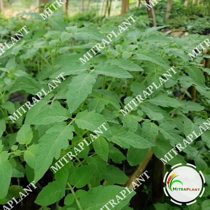 Bibit Pohon Tomat Sayur - Tanaman Buah Tomat - Bukan Tomat Cherry